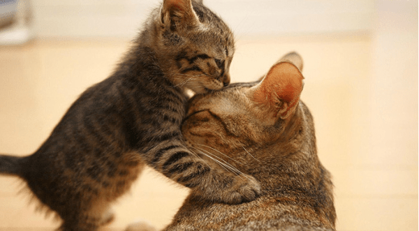 Кошки Кошки