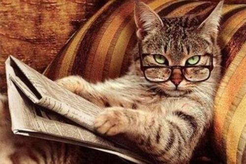 Зрение, нюх и поведение кошек Зрение, нюх и поведение кошек
