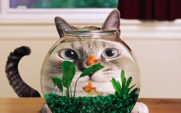 кошка 7