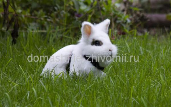 кролик мини