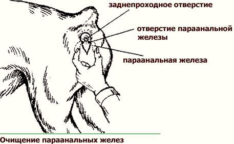 очистка анальных желез