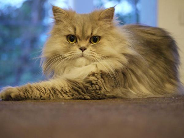 персидская кошка персидская кошка