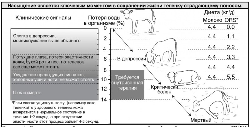 признаки поноса у телят признаки поноса у телят