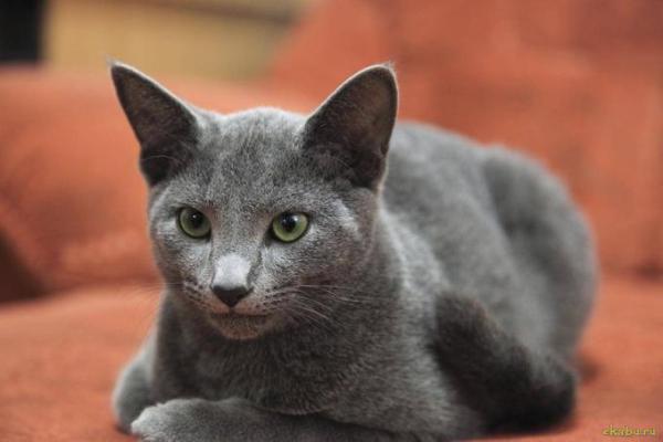 русская голубая кошка русская голубая кошка