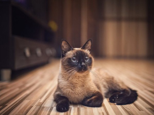сиамская кошка
