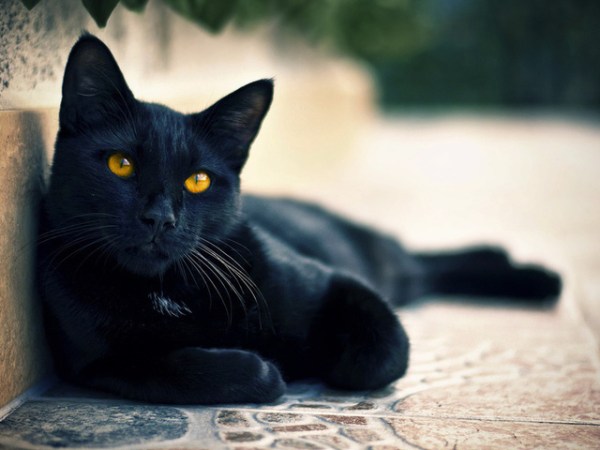 уход за кошкой