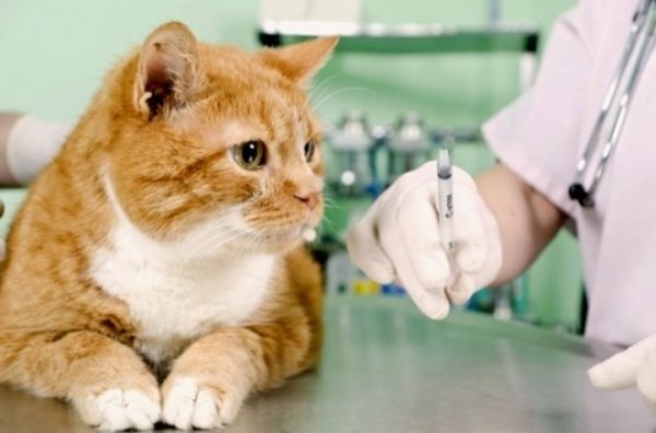 вакцинация кошек вакцинация кошек